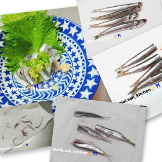 【鰯】海釣り 小イワシ 素手で刺身 カタクチイワシ